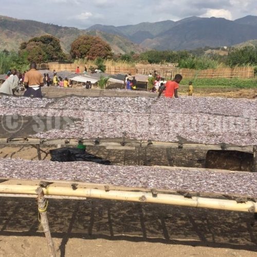 Lusenda (RDC) : le lac Tanganyika, une source de revenus pour les réfugiés burundais du camp de Lusenda