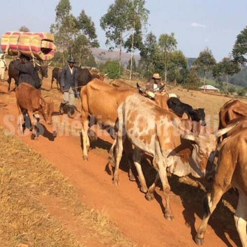 Des combats à l’est de la RDC inquiètent les bergers burundais