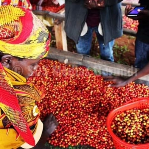 Burundi : Le gouvernement reprend en main le secteur-café après l’échec de la privatisation