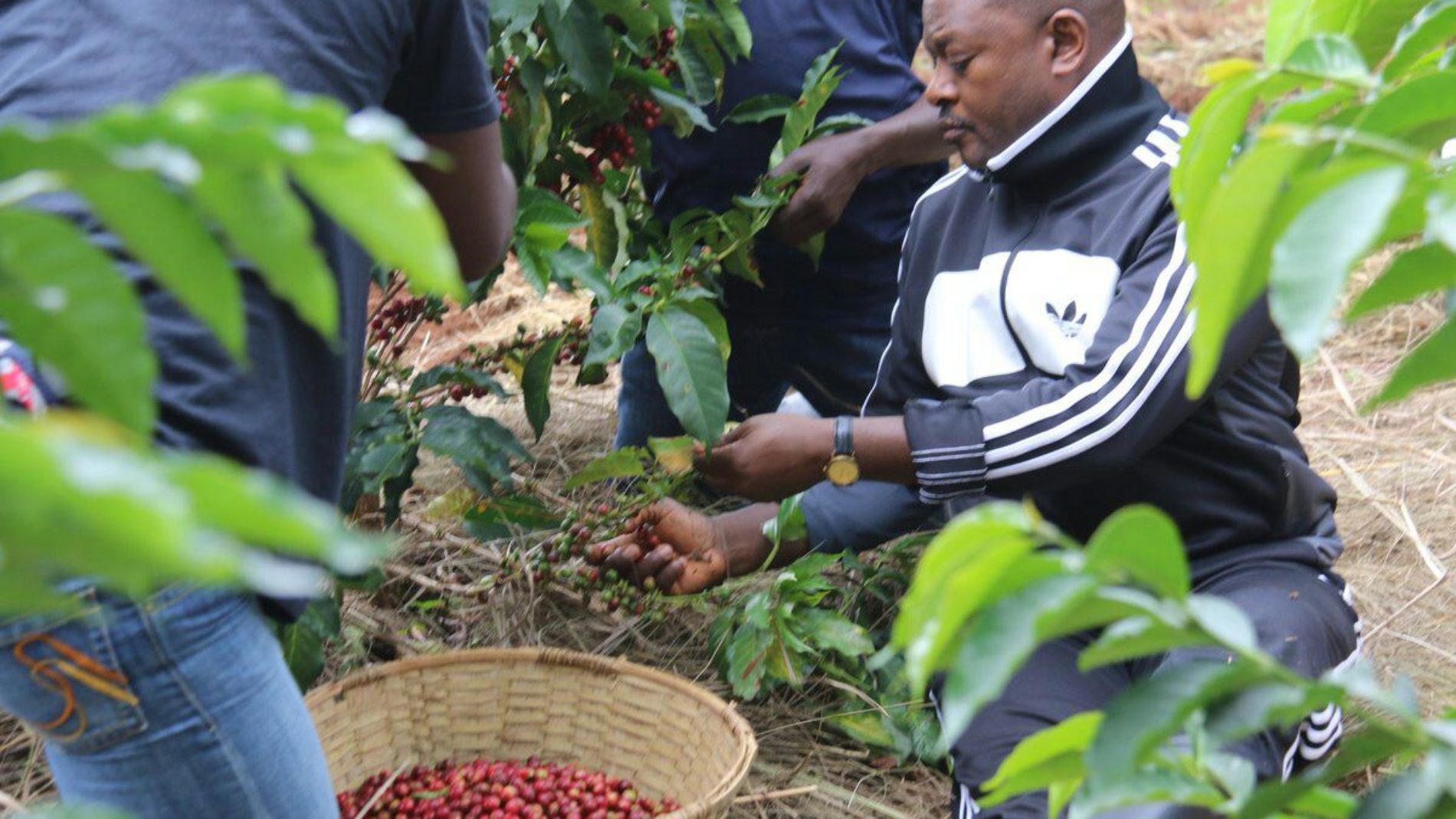 Le président Nkurunziza donne deux semaines pour remettre l’ordre dans le secteur café