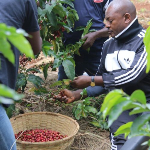 Le président Nkurunziza donne deux semaines pour remettre l’ordre dans le secteur café