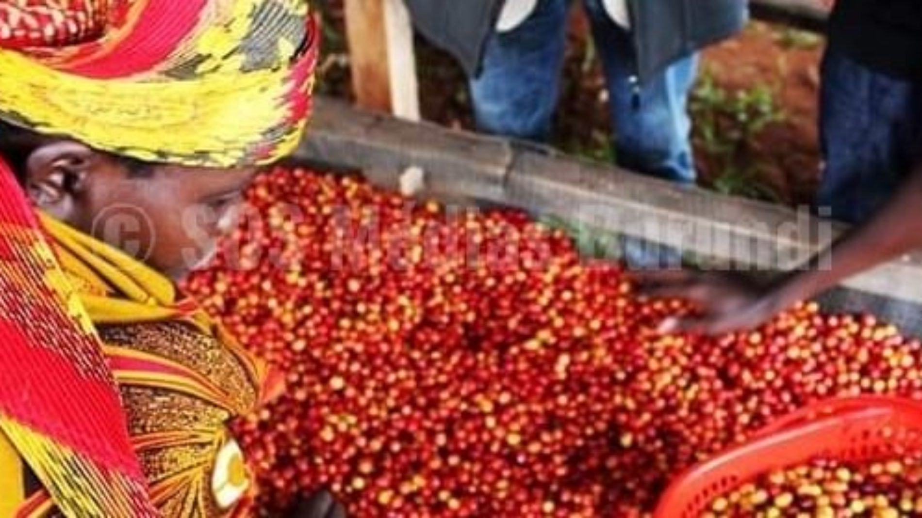 Le gouvernement burundais retire ses actions des sociétés privées gestionnaires du café