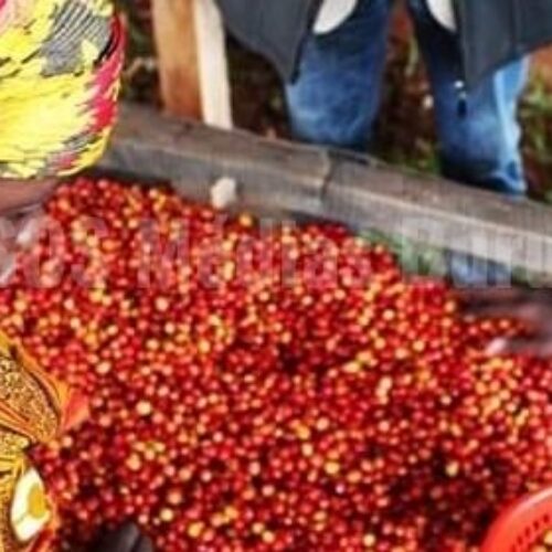 Le gouvernement burundais retire ses actions des sociétés privées gestionnaires du café