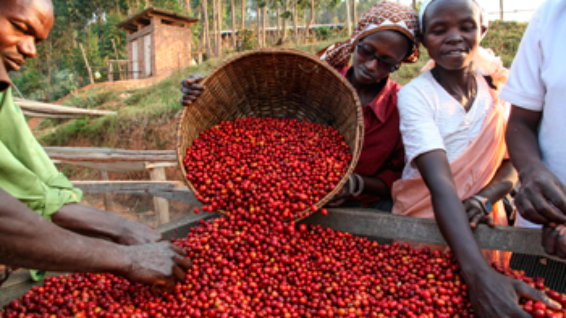 Photo de la semaine: le gouvernement du Burundi retire ses actions des sociétés privées gestionnaires du café