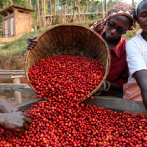 Photo de la semaine: le gouvernement du Burundi retire ses actions des sociétés privées gestionnaires du café