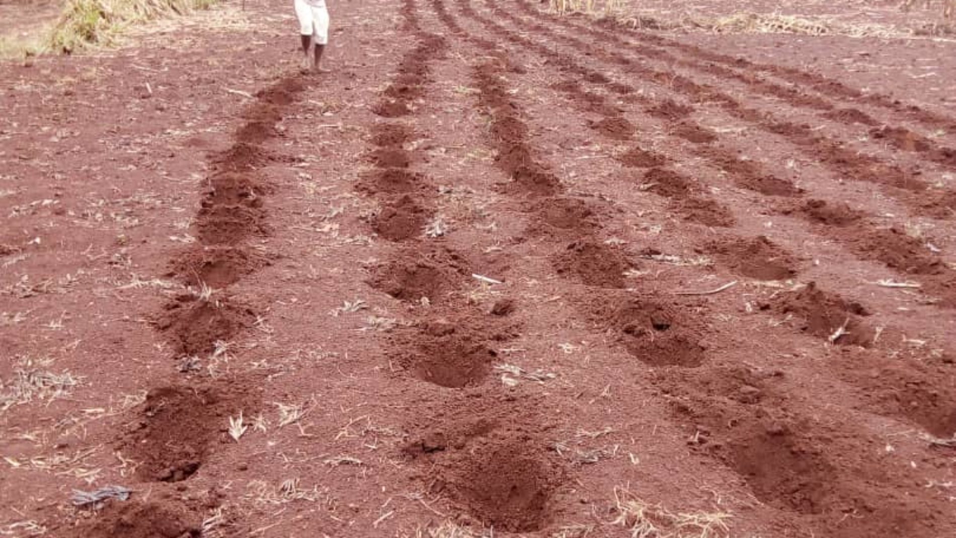 Karusi : un cultivateur exproprié et interpellé par la police à Buhiga