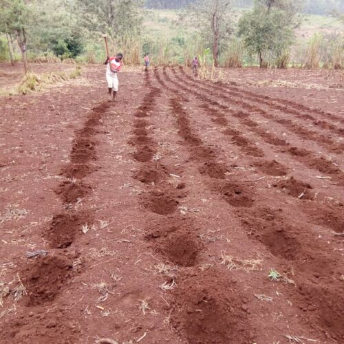 Karusi : un cultivateur exproprié et interpellé par la police à Buhiga