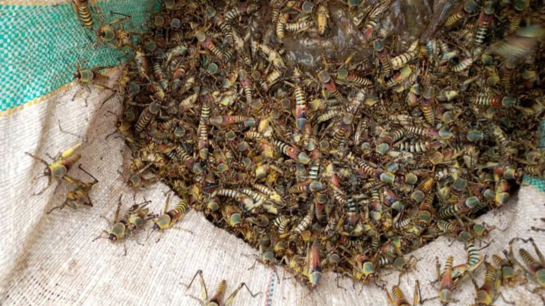 Kirundo: une nouvelle invasion des criquets ravageurs fait craindre des habitants