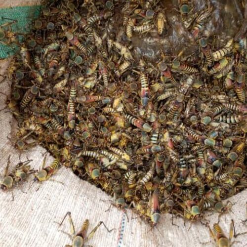 Kirundo: une nouvelle invasion des criquets ravageurs fait craindre des habitants