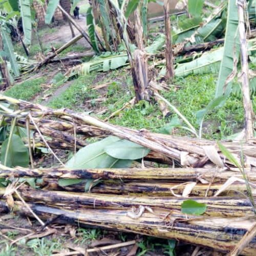 Murwi: des pluies torrentielles ont détruit plusieurs maisons et champs