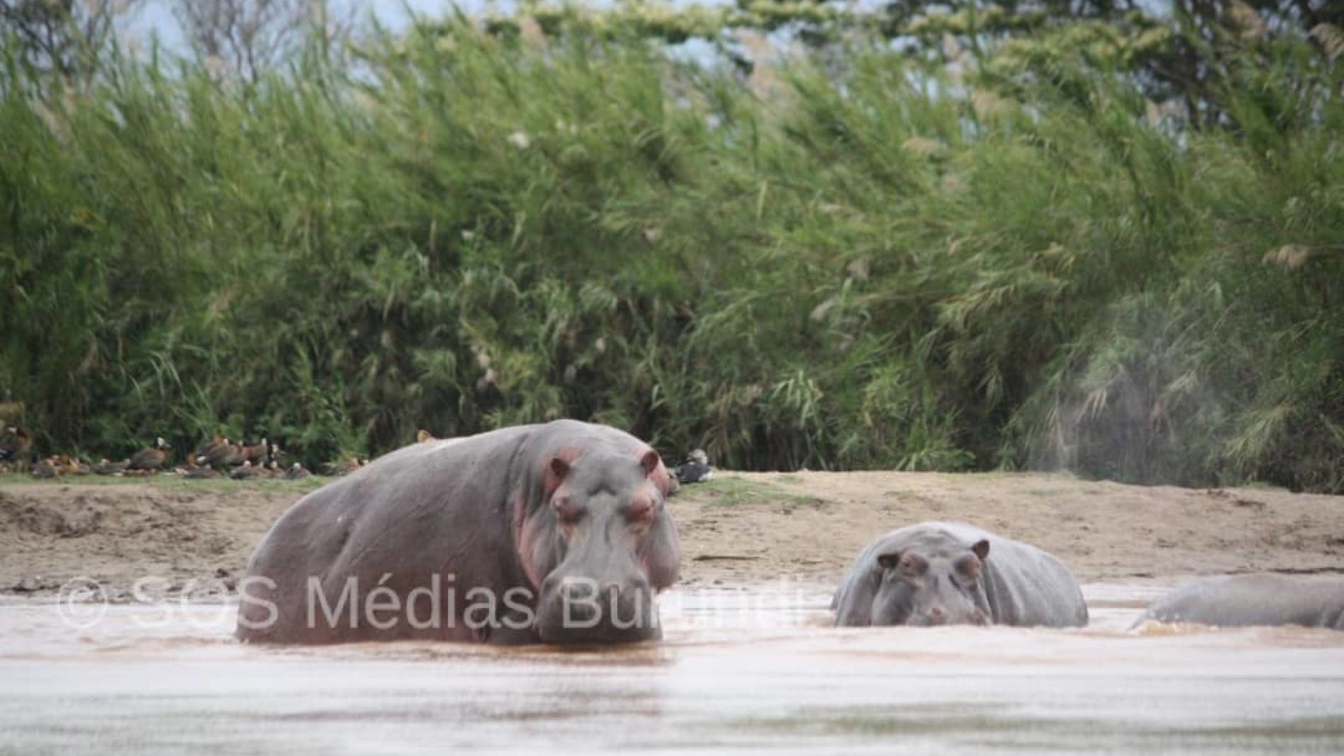 Tanganyika : un bilan lourd des victimes des hypopotammes