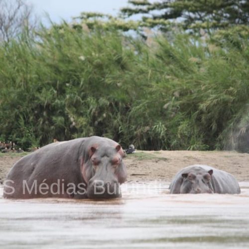 Tanganyika : un bilan lourd des victimes des hypopotammes
