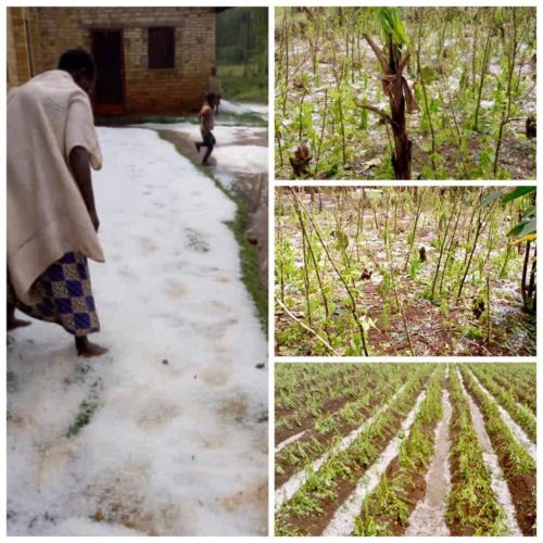 Ngozi : des champs de cultures détruits par une pluie mélangée de grêle