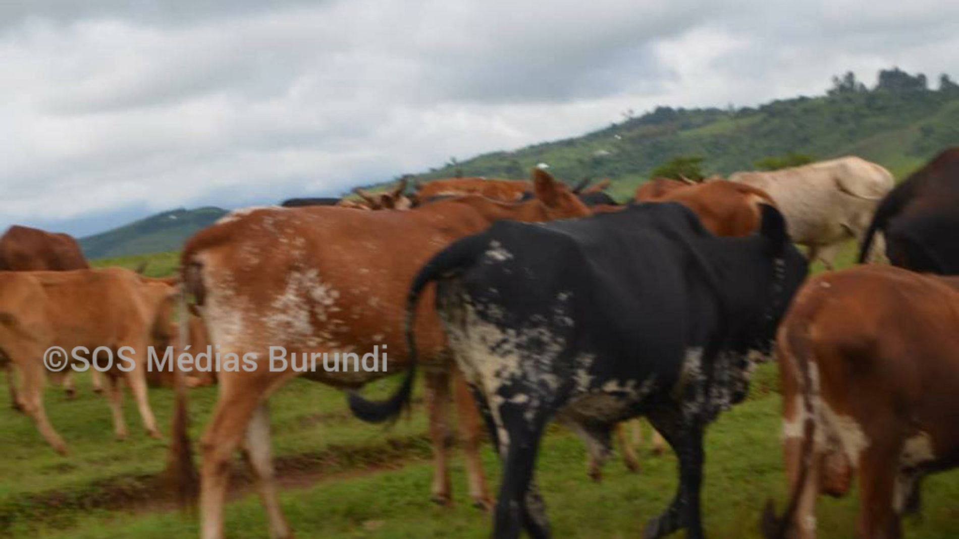 Cibitoke : plus de 200 vaches volées en RDC ramenées au Burundi via la rivière Rusizi