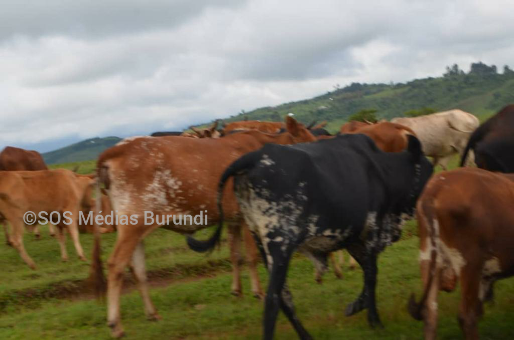 burundi, rdc, sos, medias, vaches, minembwe, vol