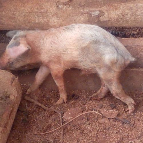 Kirundo : plus de 200 porcs sont morts en moins de cinq mois