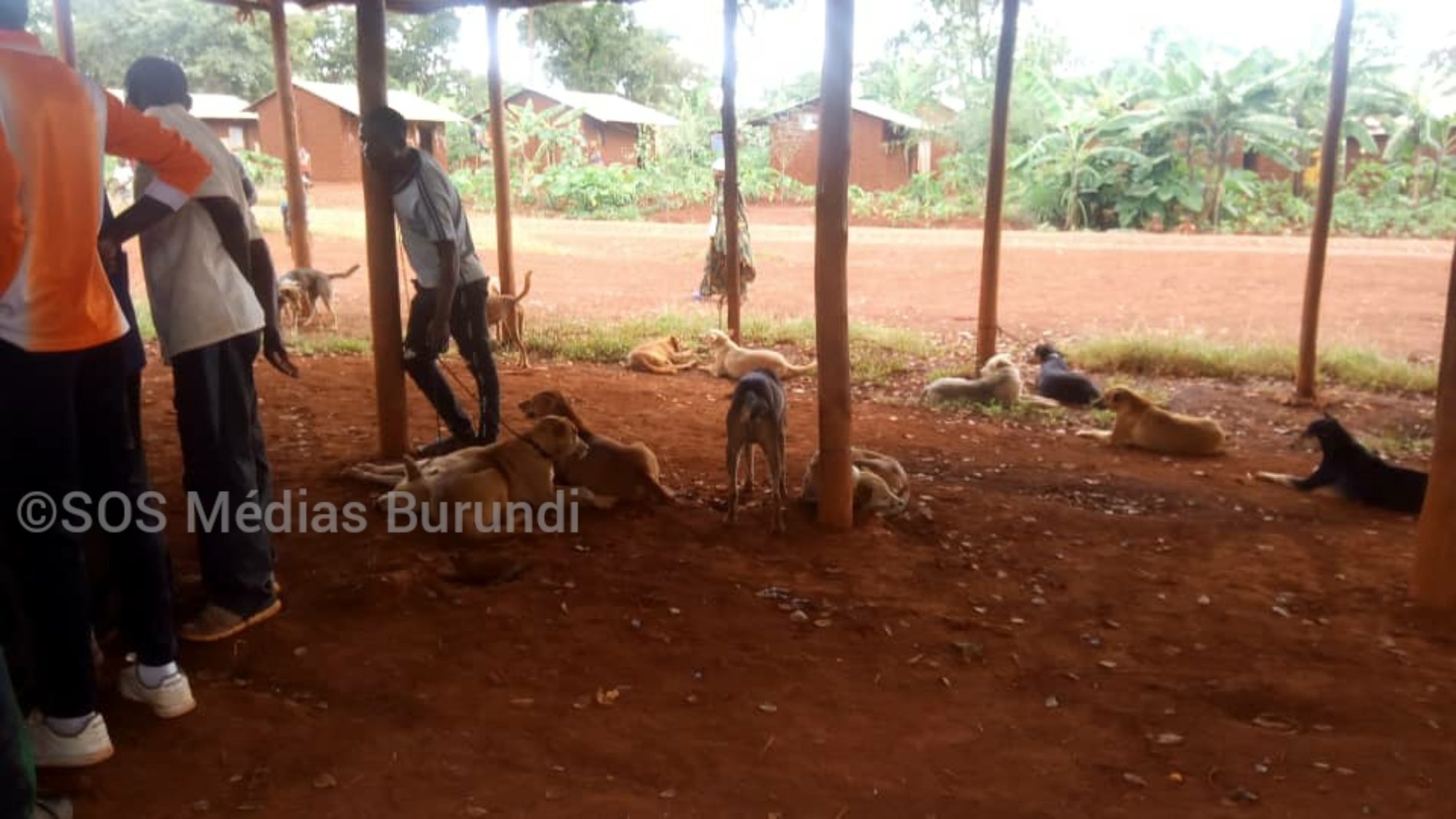 Nyarugusu (Tanzanie) : une campagne de vaccination des chiens qui frustre