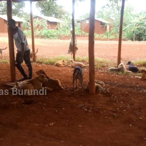 Nyarugusu (Tanzanie) : une campagne de vaccination des chiens qui frustre