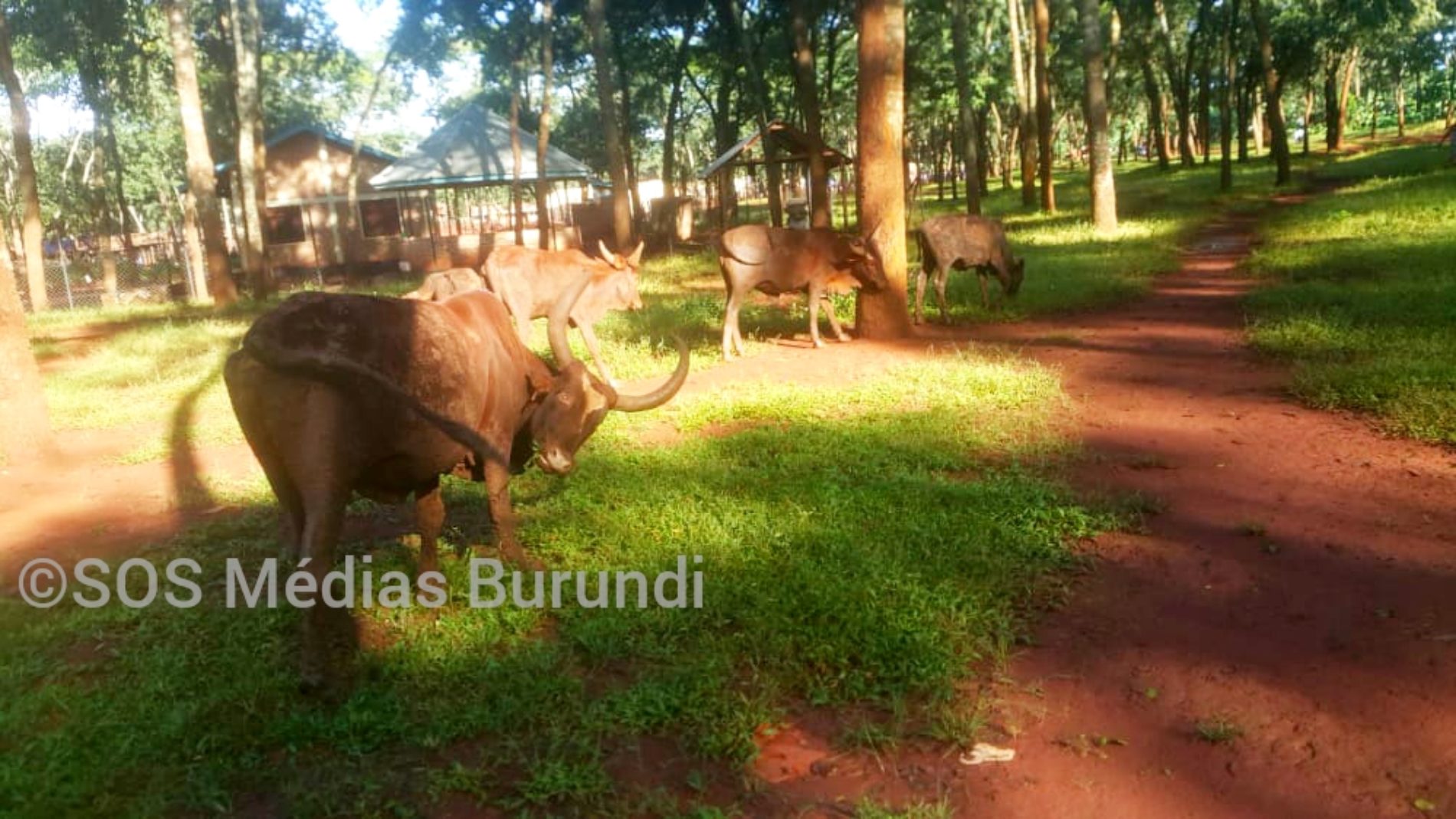 Nduta (Tanzanie) : interdiction d&rsquo;élevage au camp