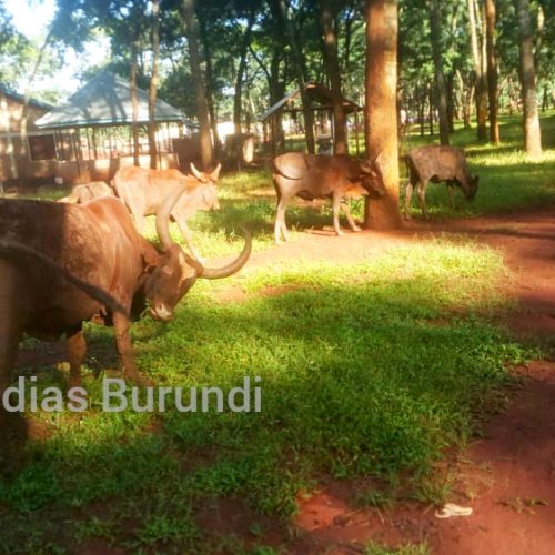 Nduta (Tanzanie) : interdiction d&rsquo;élevage au camp