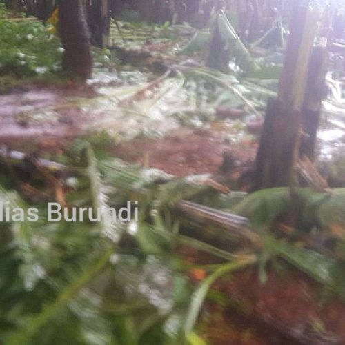 Nduta : la Tanzanie détruit plusieurs champs de cultures des réfugiés burundais