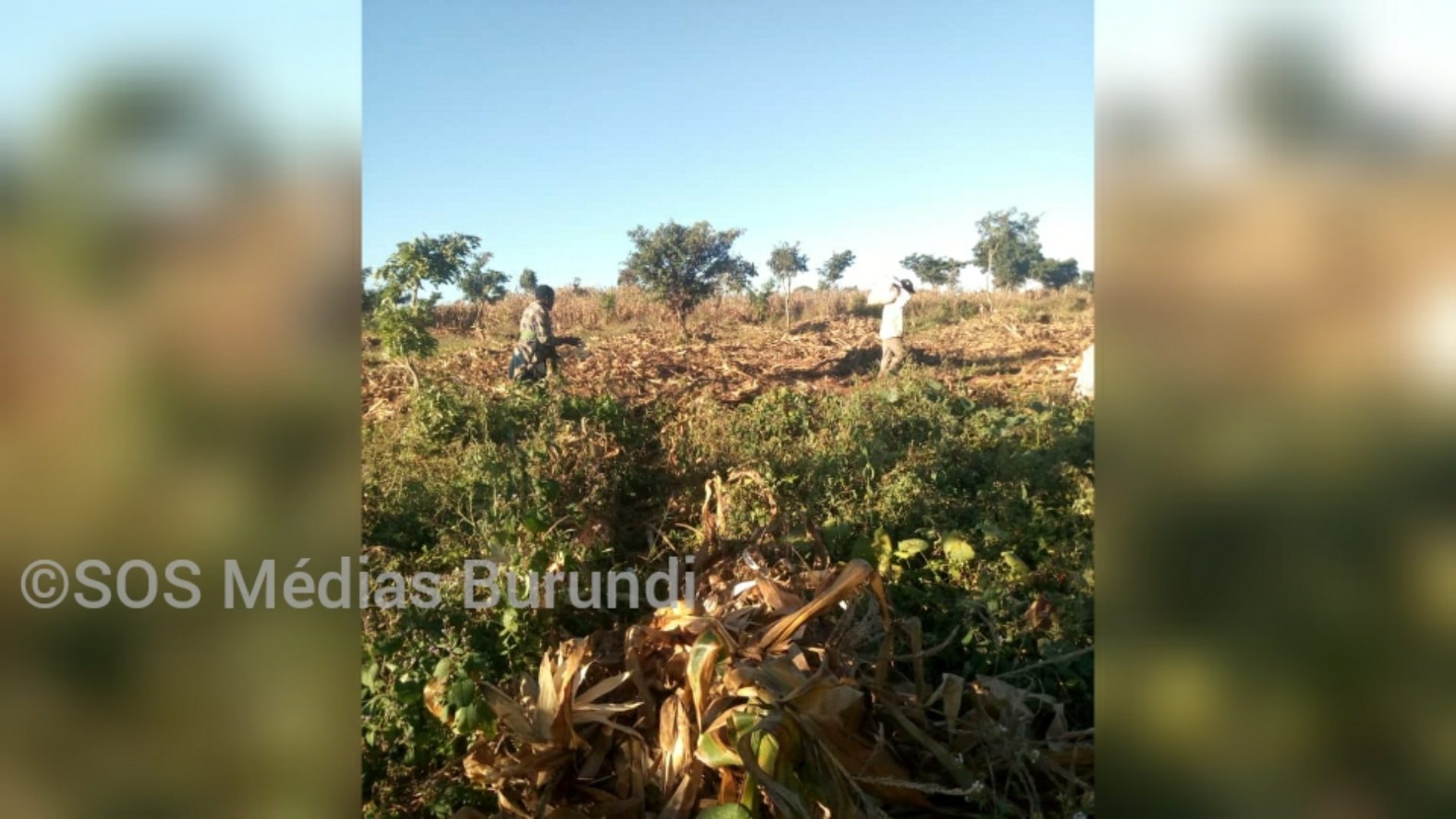 Dzaleka (Malawi) : l’heure est à récolte