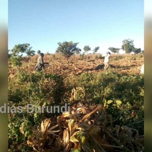 Dzaleka (Malawi) : l’heure est à récolte