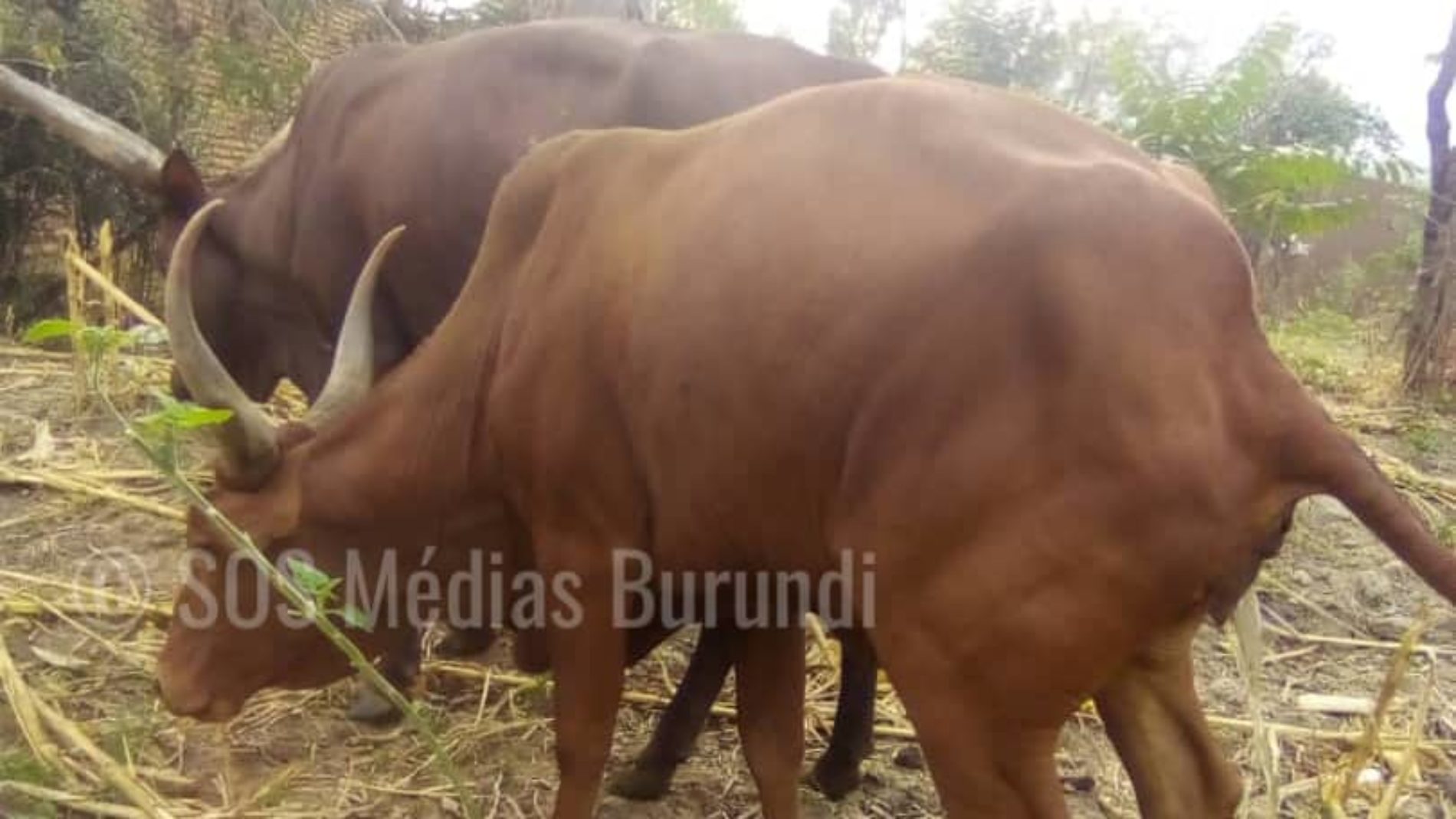 Cibitoke : un éleveur reste en détention pour avoir réclamé ses vaches volées