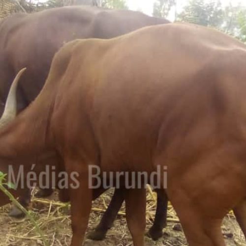 Cibitoke : un éleveur reste en détention pour avoir réclamé ses vaches volées