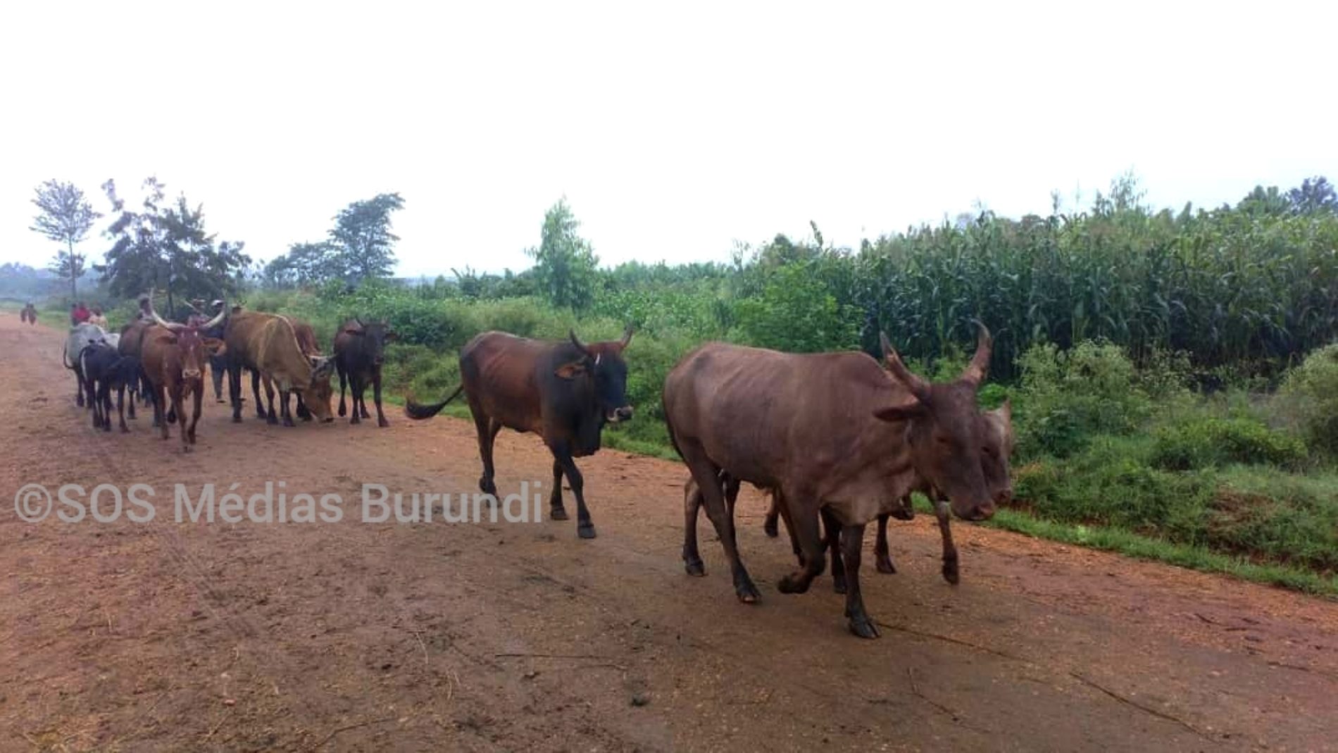 Burundi : les Burundais peuvent espérer retrouver la viande dans leur assiette