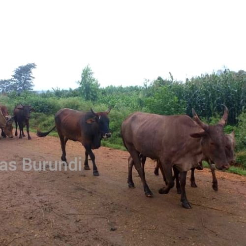 Burundi : les Burundais peuvent espérer retrouver la viande dans leur assiette