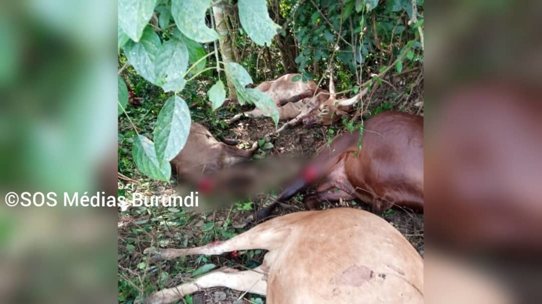 Ituri (RDC) : au-moins quinze morts et plusieurs blessés dans une double attaque rebelle