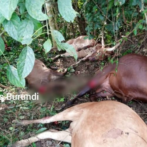 Ituri (RDC) : au-moins quinze morts et plusieurs blessés dans une double attaque rebelle