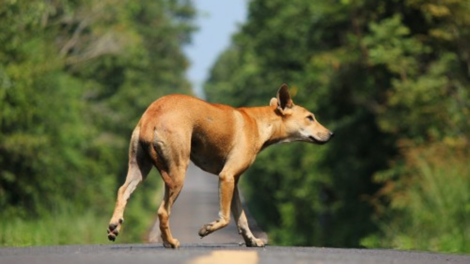 Muyinga : une dizaine de personnes mordues par des chiens errants