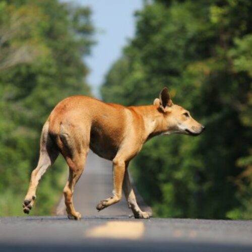 Muyinga : une dizaine de personnes mordues par des chiens errants