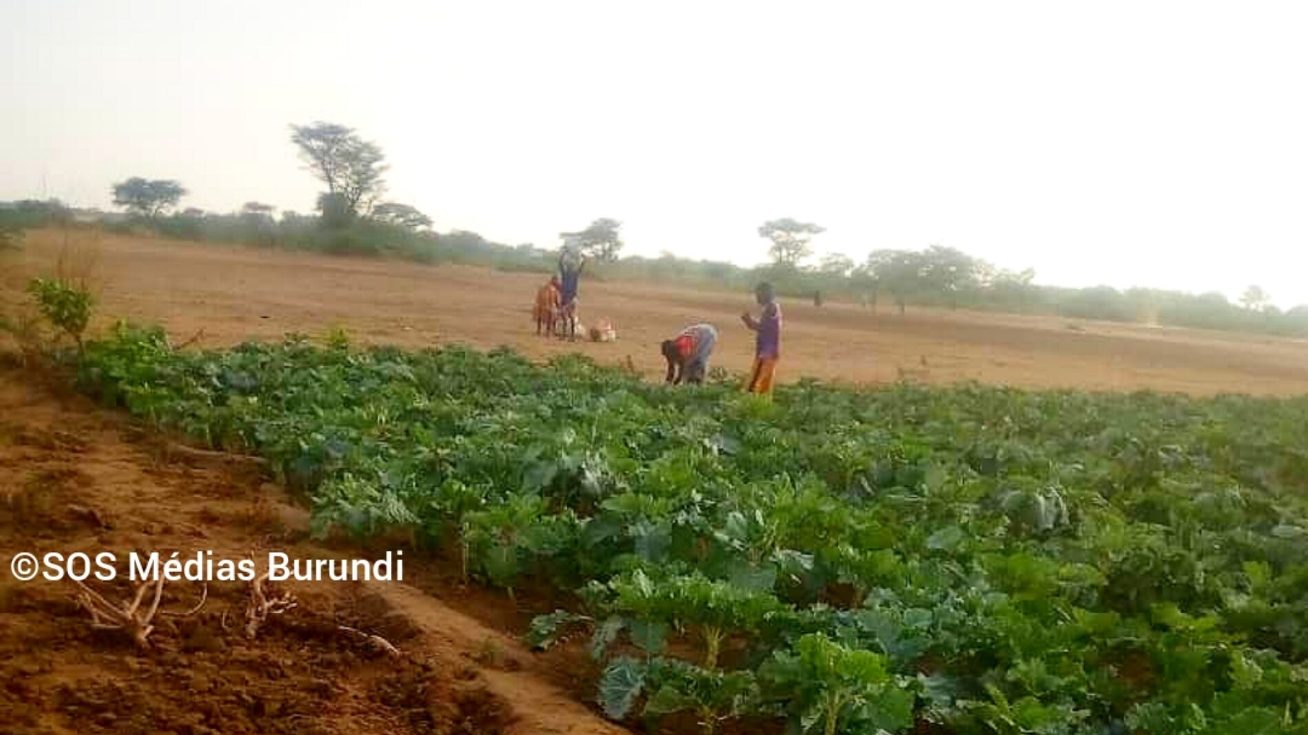 Kakuma (Kenya) : la sécheresse menace les cultures des réfugiés
