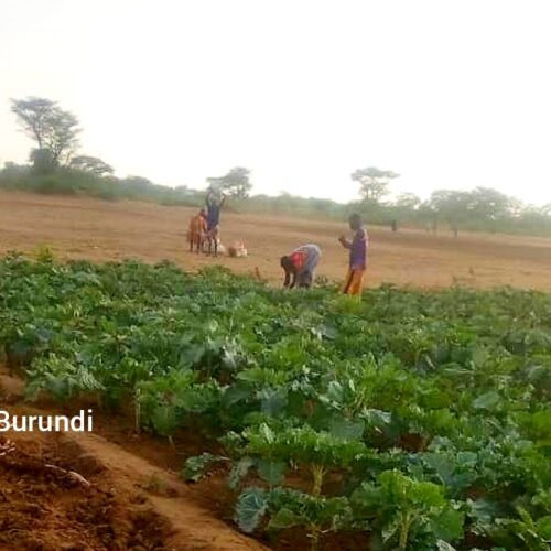 Kakuma (Kenya) : la sécheresse menace les cultures des réfugiés