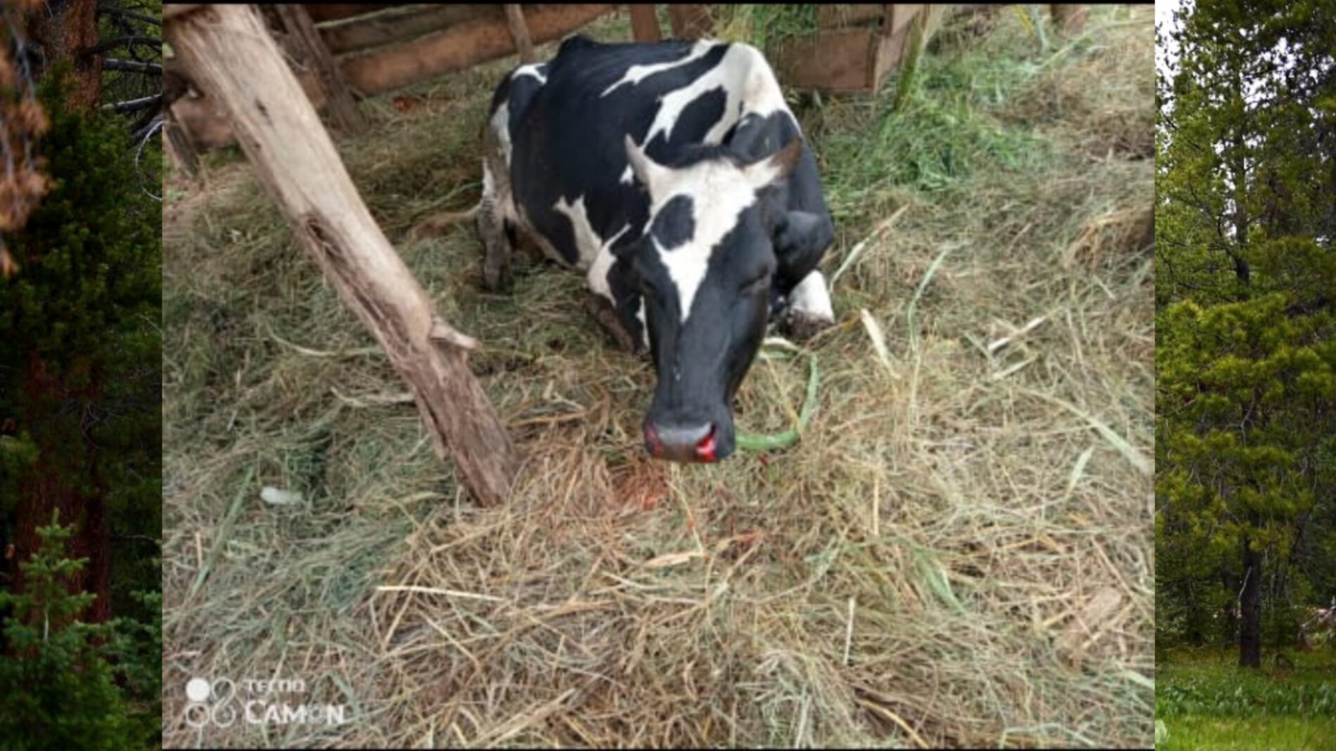 Kayanza : l’élevage bovin menacé