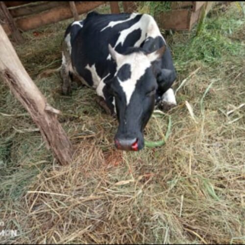 Gashikanwa : la maladie bovine affecte les recettes communales