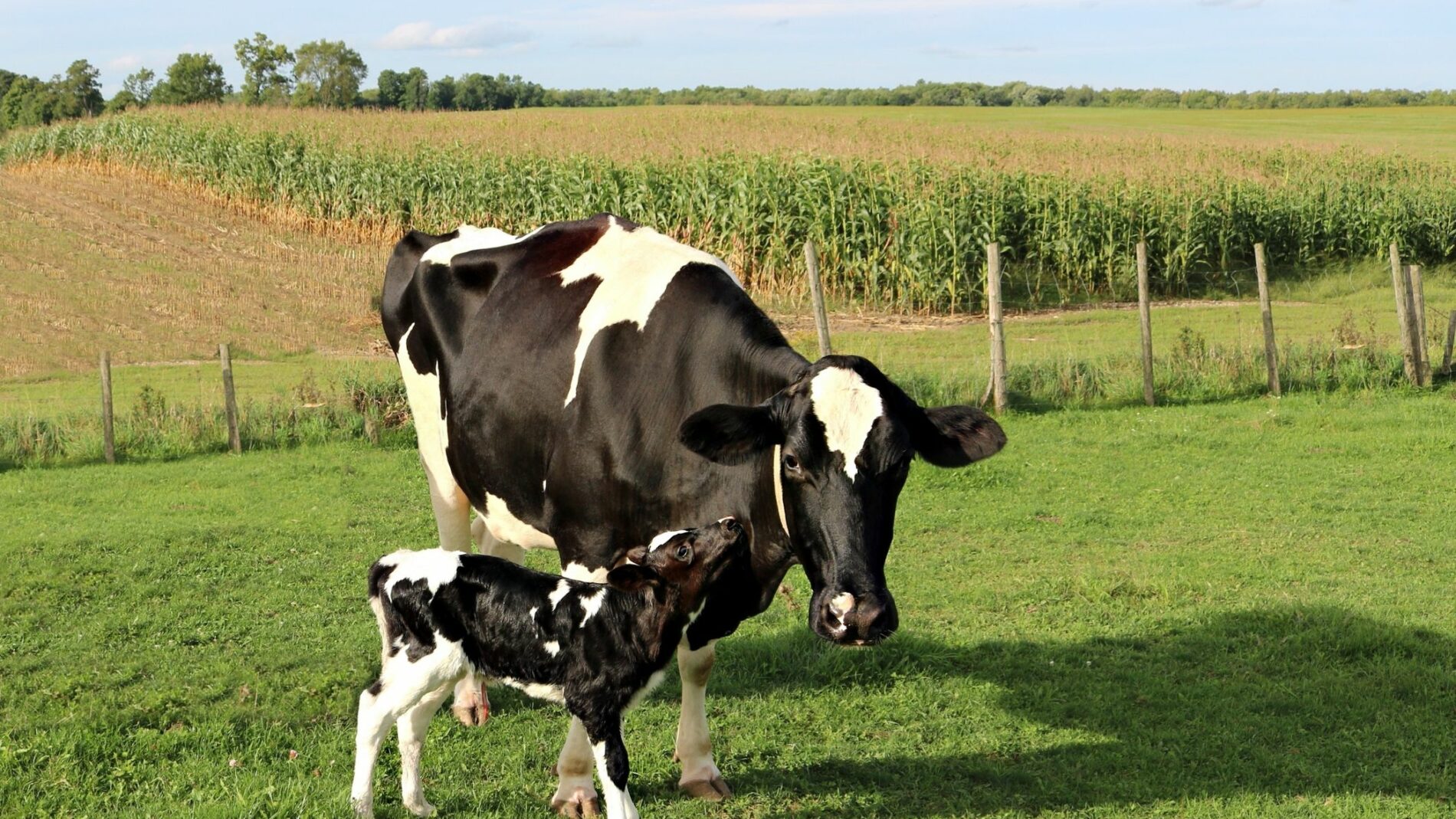 Ngozi : plus de 30 vaches sont mortes d&rsquo;une maladie non encore identifiée