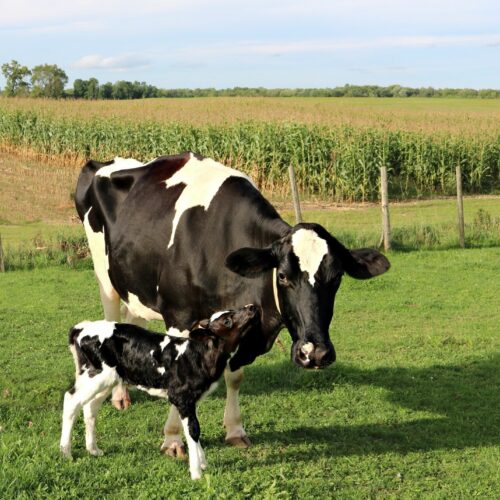 Ngozi : plus de 30 vaches sont mortes d&rsquo;une maladie non encore identifiée
