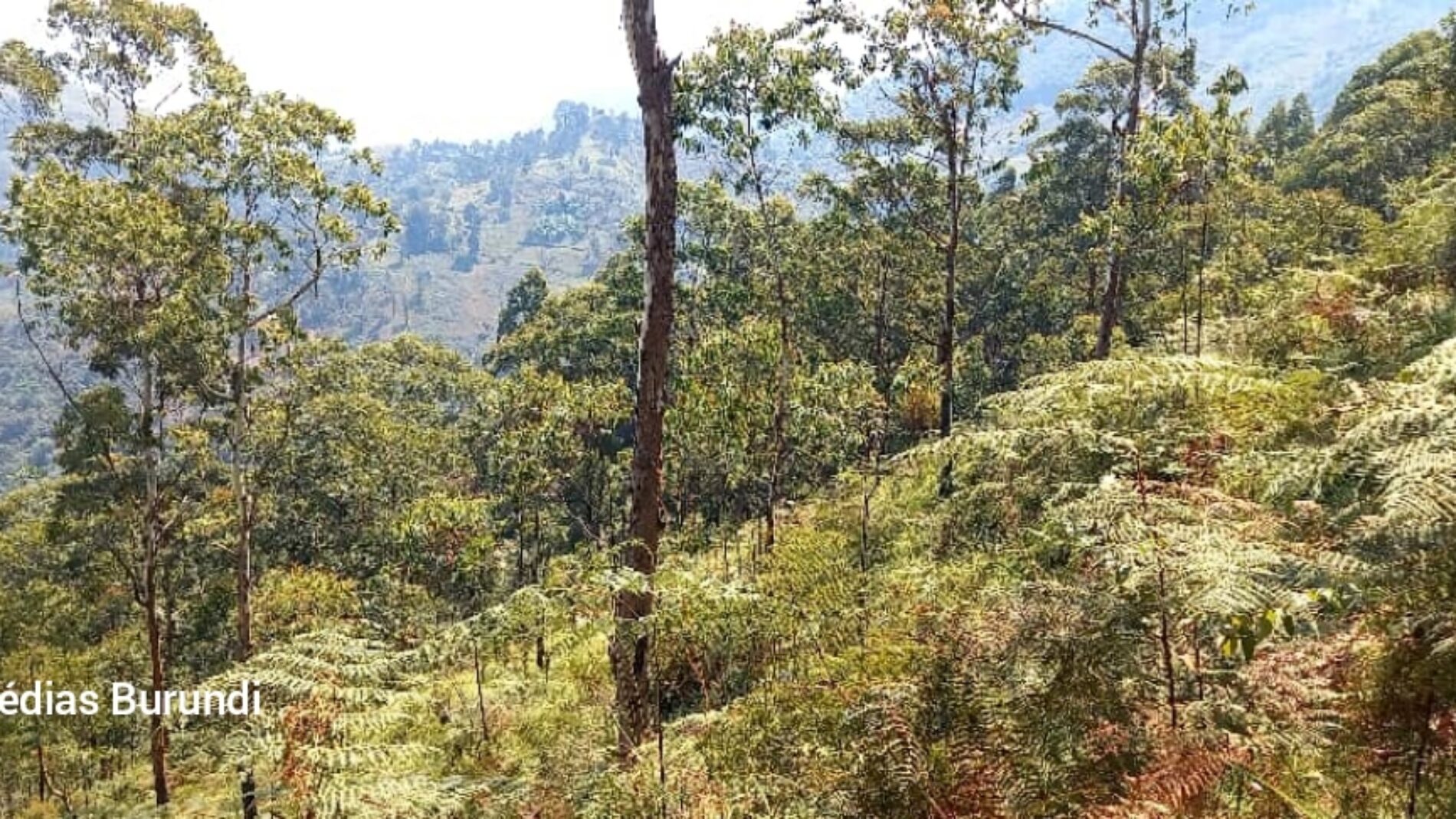 Cibitoke : quatre corps retrouvés dans la réserve naturelle de la Kibira