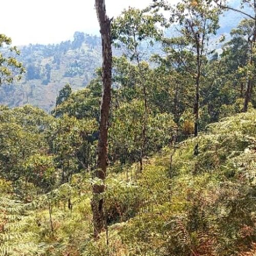 Cibitoke : quatre corps retrouvés dans la réserve naturelle de la Kibira
