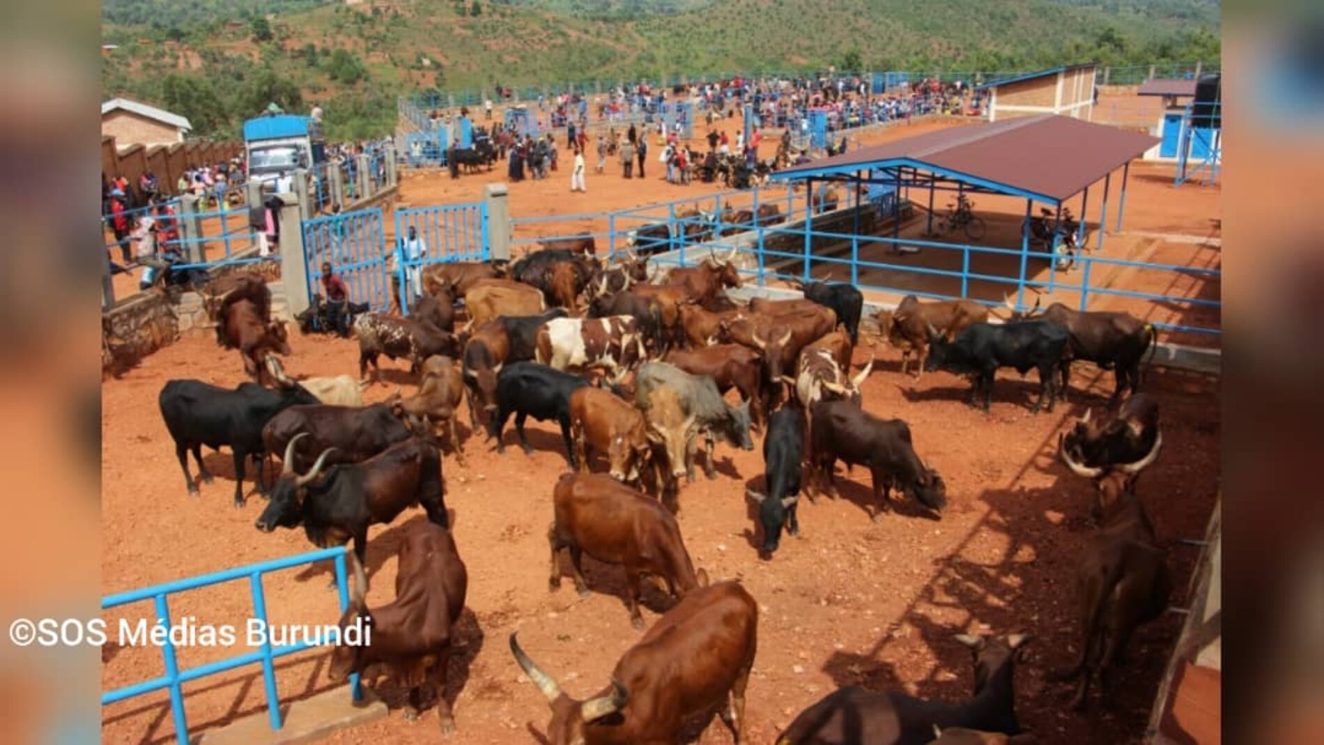 Cibitoke : grogne des habitants de Bukinanyana suite au maintien de l’interdiction de vendre les vaches au marché de Ndora