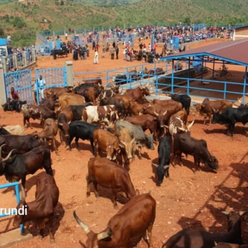 Cibitoke : grogne des habitants de Bukinanyana suite au maintien de l&rsquo;interdiction de vendre les vaches au marché de Ndora