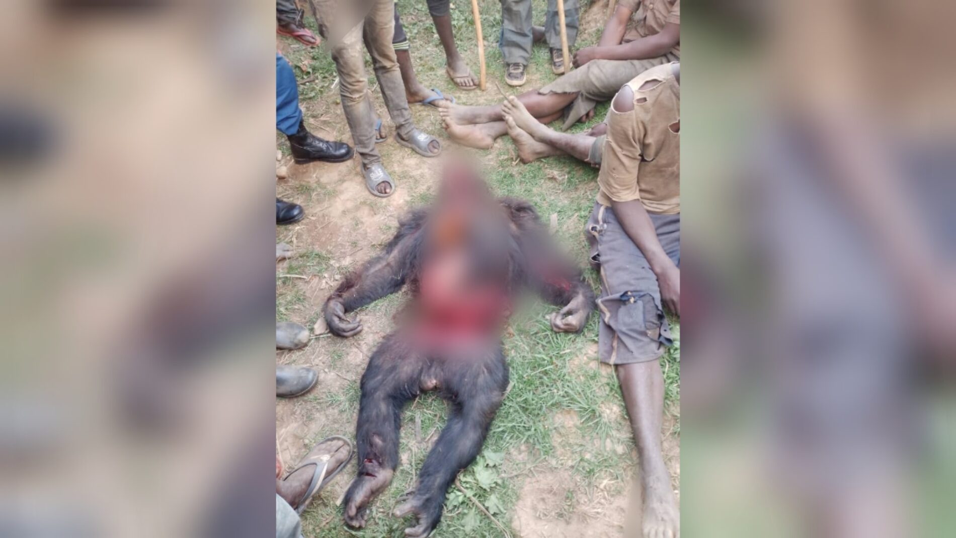 Burundi : des gorilles vendus ou abattus dans la réserve naturelle de la Kibira