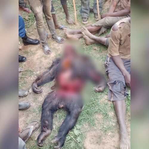 Burundi : gorillas sold or slaughtered in the Kibira natural reserve