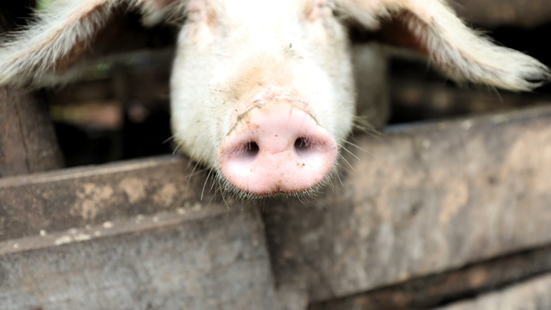 Giteranyi : une maladie non identifiée décime les porcs