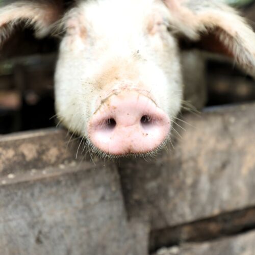 Giteranyi : une maladie non identifiée décime les porcs