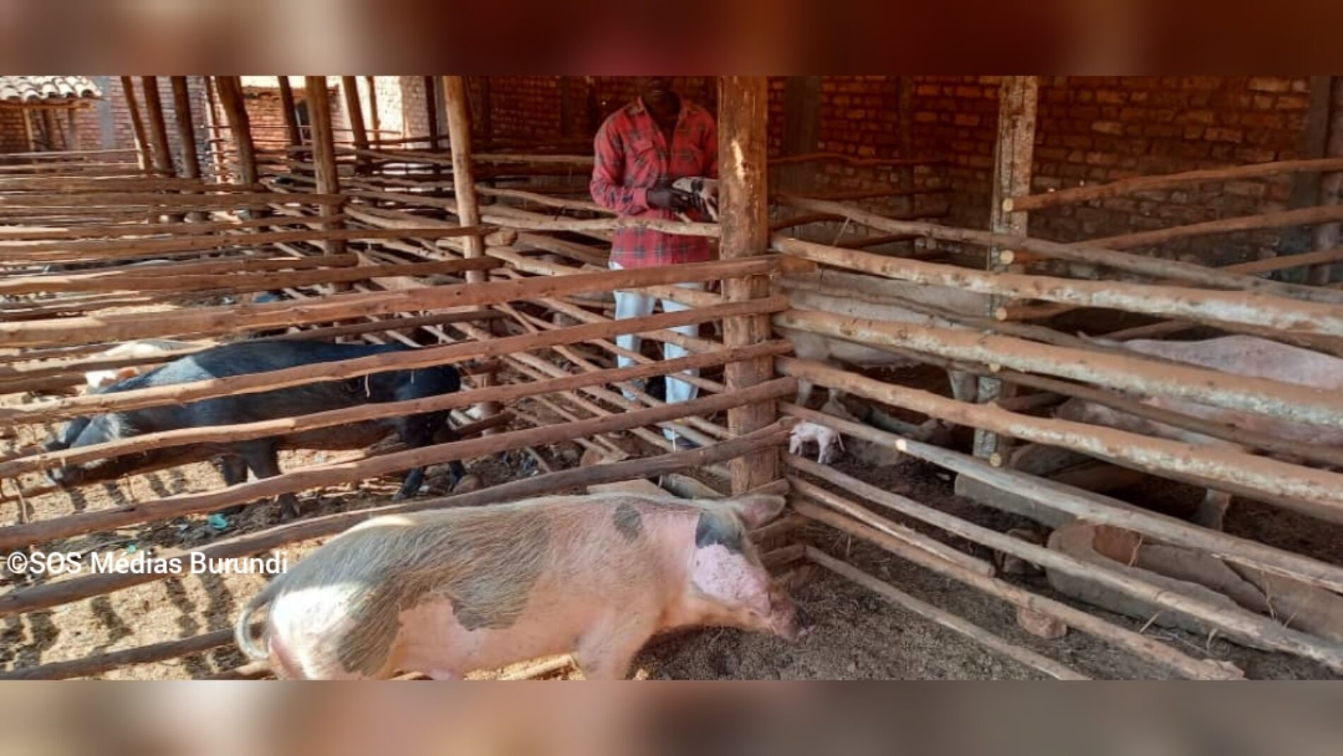 Burundi : une maladie des porcs entraîne plusieurs cas de décès